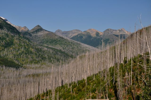 Fire-damaged trees, Going-to-the-Sun Road