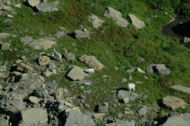 Mountain goats below Logan Pass
