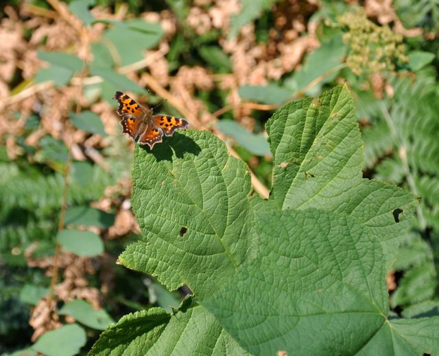 Butterfly along trail to St. Mary Falls