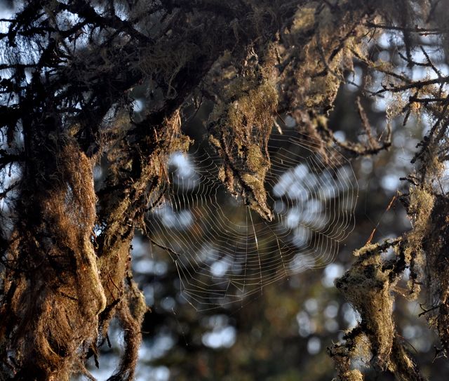 Spiderweb along trail to Virginia Falls