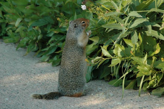 Ground squirrel at Logan Pass Visitor Center