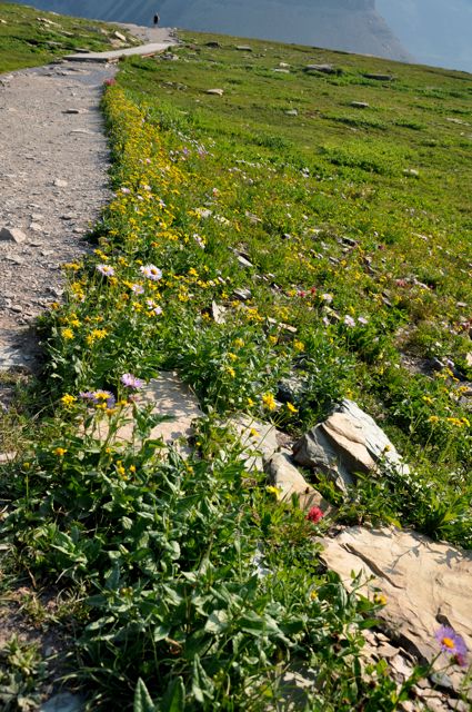 Wildflowers along Hidden Lake Trail