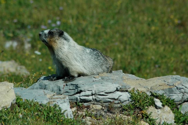 Hoary marmot, Hidden Lake Trail