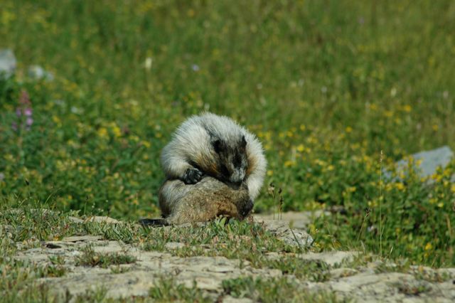 Marmot grooming, Hidden Lakek Trail