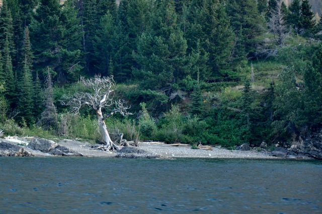 Dead tree on short of St. Mary Lake