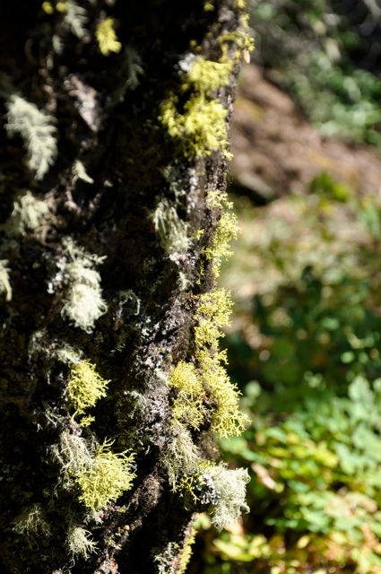 Mosses, Red Rock Canyon