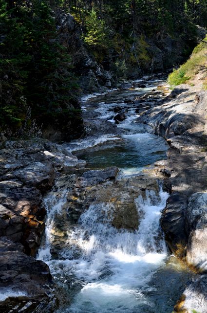 Along trail to Blakiston Falls