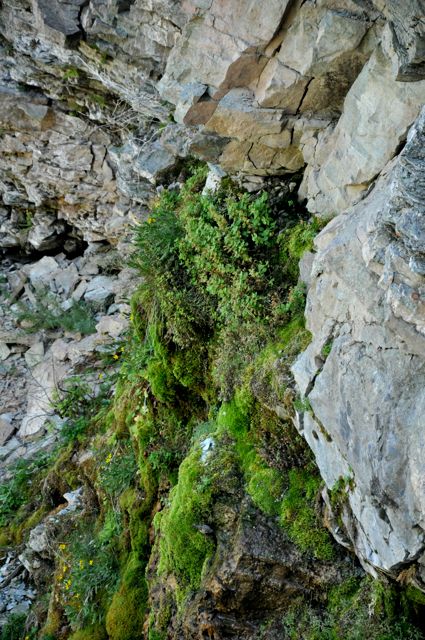 Hanging garden on wall of Blakiston Falls