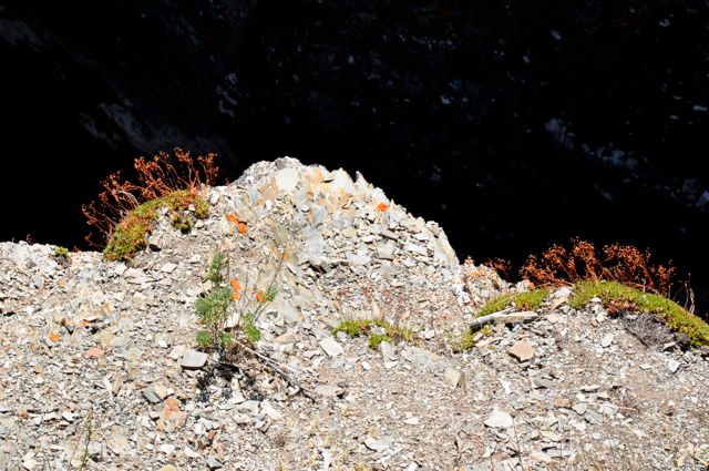 Plants at edge of Blakiston Falls gorge