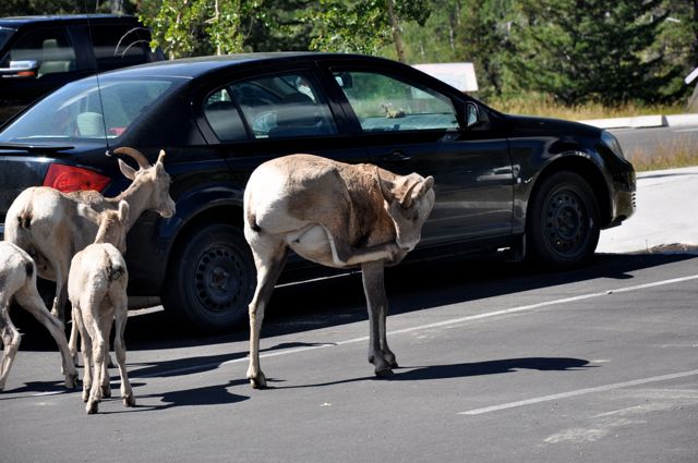 Rocky Mountain (bighorn) sheep, Red Rock Canyon parking lot