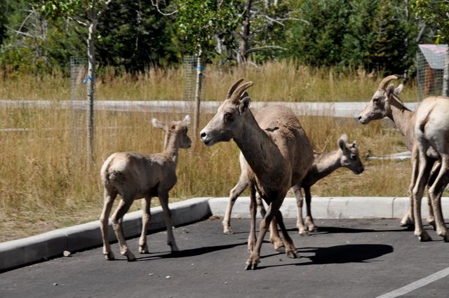 Rocky Mountain (bighorn) sheep, Red Rock Canyon parking lot