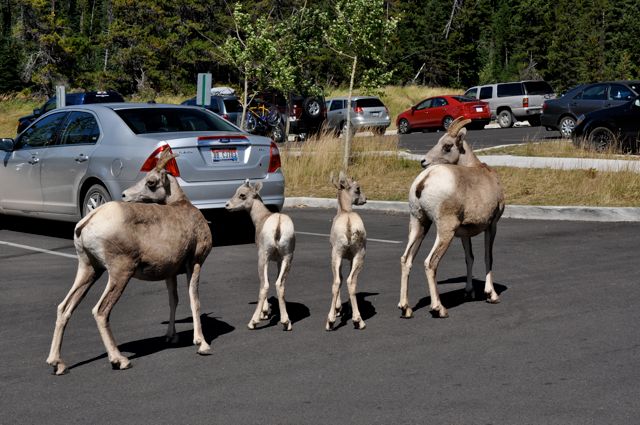 Rocky Mountain (bighorn) sheep and our rental car