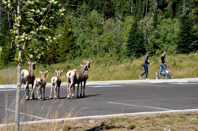 Rocky Mountain (bighorn) sheep watching a dog