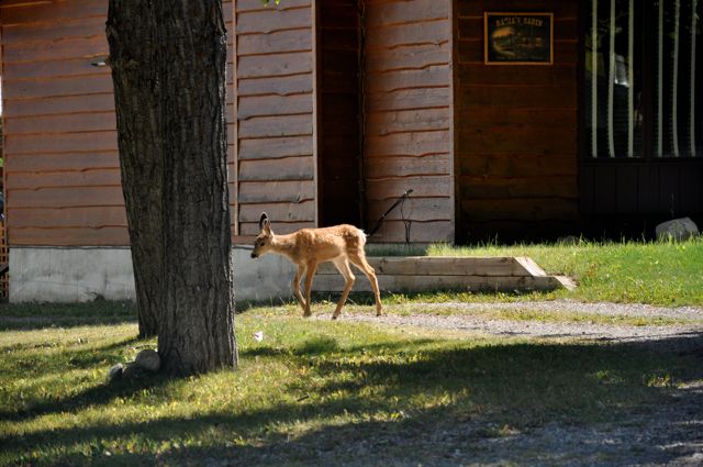 Fawn, Waterton Lakes downsite