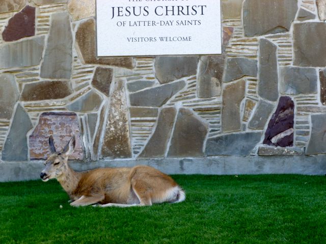 Mule deer at LDS Church