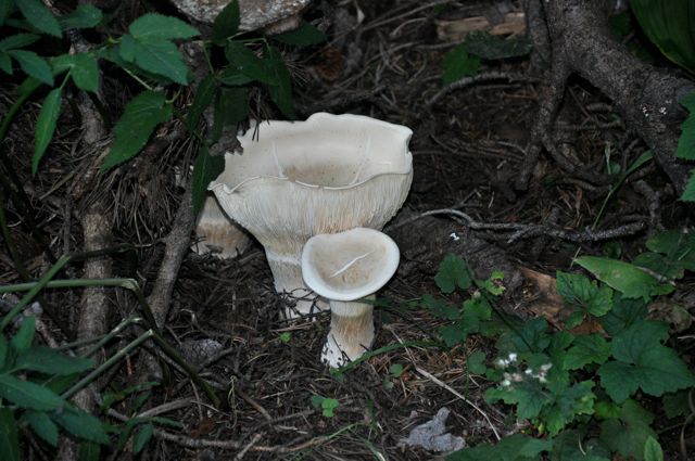 Mushrooms, Cameron Lake trail