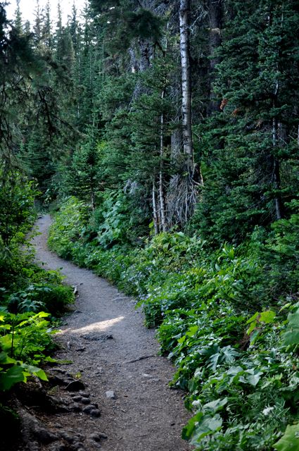 Cameron Lake trail