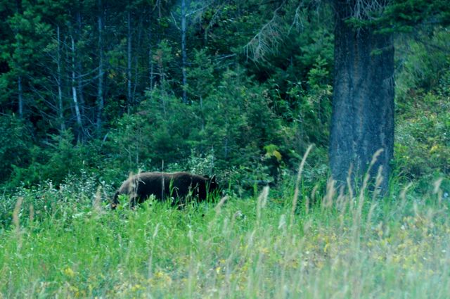 Closest bear we saw