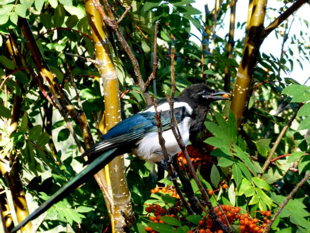 Magpie with berry