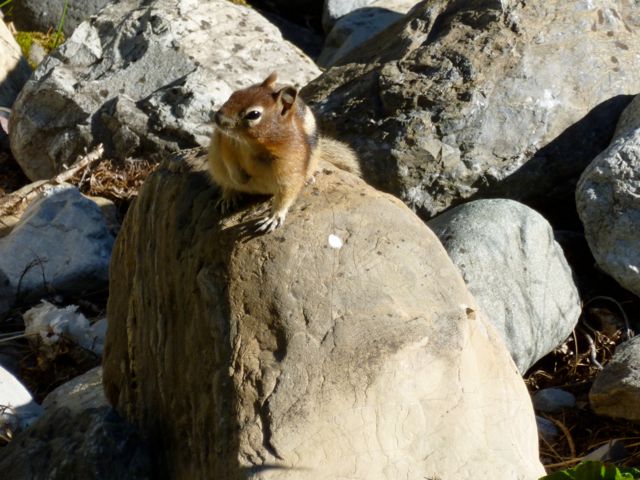 Chipmunk, Cameron Falls